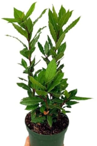 Planta natural Laurel Laurus Nobilis, 20-30 cm. Arbusto perenne con hojas aromáticas. Segura Garden.