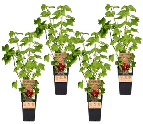 Plant in a Box - Ribes rubrum 'Jonkheer van Tets' - Groseille - Lot de 4 - Arbuste fruitier - Fruits rouges - ⌀15cm - Hauteur 50-60cm