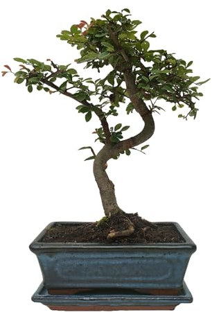 Bonsái de zelkova de 8 años, interior/exterior, tronco recto/curvo, con/sin plato, con abono específico (CURVO CON PLATO)