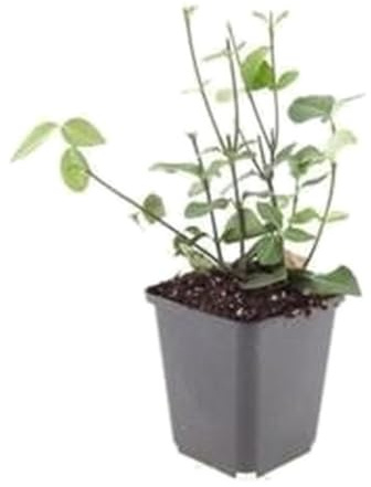 Euonymus Coloratus med glanslöv, marktäckare trädgård, grön, set med 6, Ø 9 cm