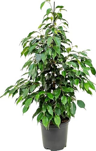 Planta de Interior Ficus Hojas Verdes Ficus Benjamina Natural