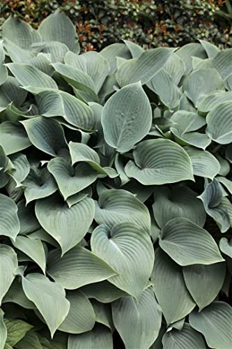 Hosta sieboldiana 'Elegans' – Winterhart, Mehrjährig, Pflegeleicht – Blaublatt-Funkie – Staude für Schattenbeet & Kübel