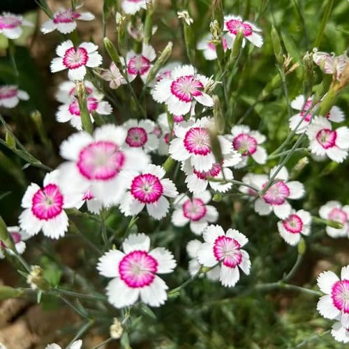 Semi di garofano dolce, decorative Aiuole rialzate il giardino 550pcs