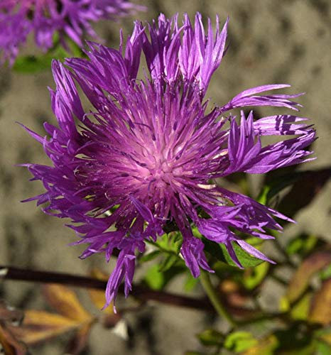 Schwarze Flockenblume - Centaurea nigra - lebende Gartenpflanze aus den Baumschulen