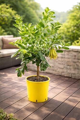 Buddhas Handväxt 70–100 cm – Citrus medica sarcodactylis – citronträd med aromatisk frukt – exotisk raritet för balkong och trädgård