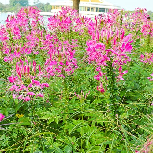 Semillas de flor de araña variedades antiguas semillas silvestres balcón mariposas como recuerdo fiesta orgánico verano exótico decoraciones jardín 300pcs