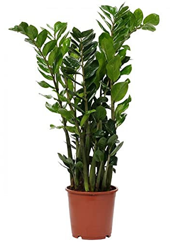 ZAMIOCULCAS ZAMIIFOLIA PIANTA VERA DA INTERNO VASO 21 ALTEZZA 70