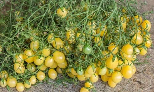 Tomaten Tempete de Sable – en belgisk körsbärstomat med öppna fröfack, 5+ frön, P 476