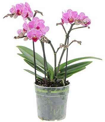 KENTIS - Orchidea Phalaenopsis Boquetto Fucsia Rara - Piante da Interno Vere Fiorite Purifica Aria Appartamento - Vaso Ø 12 cm