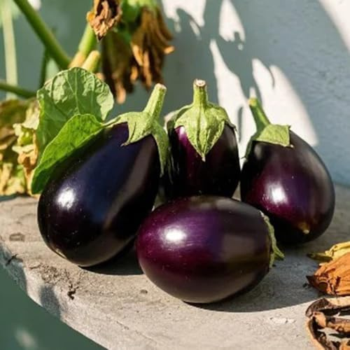 semillas de berenjena balcón semillas de tradicionales berenjena orgánicas Compre invierno orgánicas 60pcs