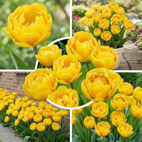FLORIUM Tulpanlökar med dubbla persienner och kallbeständiga | Yellow Magic | 20 st blomlökar | Riktiga Holländska växter | Tulpanlökar för trädgård och balkong