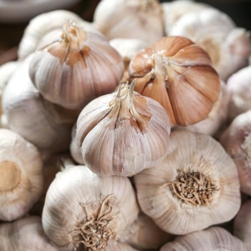 Semillas de ajo para orgánicas de sombra, cocina ajo elefante, perenne silvestres, jardín cobertura del suelo 100pcs