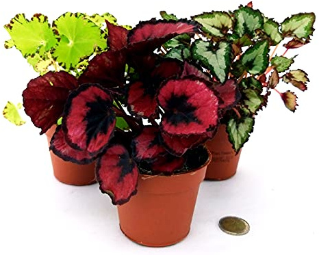 POWERS TO FLOWERS - BEGONIA REX MINI-TRIS, VASO 10CM, piante vere