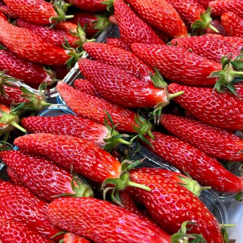 semi di fragola perenne - semi di fragola esotica per giardino decorativi biologici a colonna resistenti 2500 pezzi