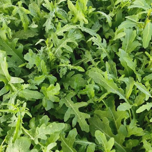 rucola samen winterhart - rucola pflanzen frisch samen, bonsai samen, bio samen gemüs rucolasamen bio mehrjährig, winterharte pflanzen für garten, gemüsesamen & -pflanzen gemüsesamen, 250pcs