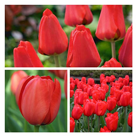 Darwin Hybrid Tulip Apeldoorn x 30 Flower Bulbs Size 10/11 One of The Most Well-Known Tulips Around The World. Easy to Grow