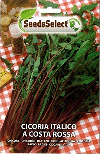 SEMI SEMENTI DI CICORIA ITALICO A COSTA ROSSA BUSTINA MAXI