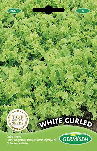 Germisem White Curled Semi di Cicoria 4 g