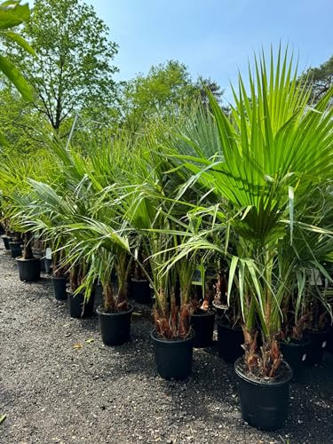 Sunny Tree - Palme - Washingtonia Robusta - Mulit-stamm - 140-160 zentimeter inklusif topf - Mexikanische Fächerpalme