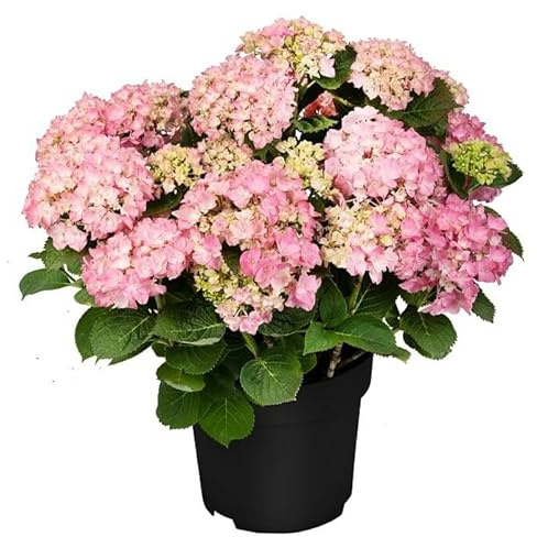 Hortensia Rosa Planta Natural con Flores Exóticas y Llamativas