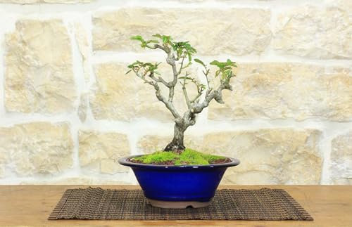 Bonsaï de rosier (58)