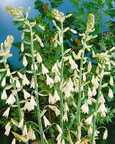 Galtonia candicans 9x9 cm Topf – Mehrjährig, Pflegeleicht – Sommerhyazinthe – Zwiebelpflanze für Beet & Staudenrabatte