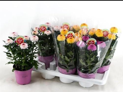 Crisantemo FlowerPops belle Terre di Romagna. Jarrón 12 cm alto mixtos colores Made in Italy