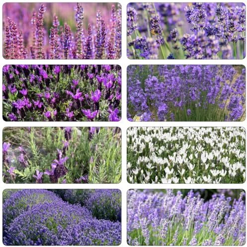 semi di lavanda di giardino semi decorazione balconi decorazione giardino 200pcs