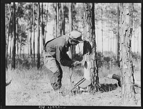 HistoricalFindings Photo: Turpentine Worker,Georgia,GA,Farm Security Administration,Dorothea Lange,FSA