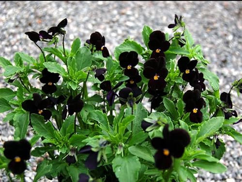 Hornveilchen 'Bowles Black' - Viola nigra 40 Samen