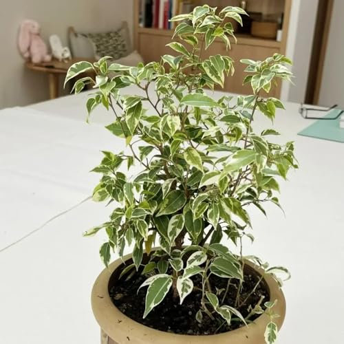 25 pcs birkenfeige samen - Ficus benjamina - winterharte stauden für pralle sonne, geschenk gartenliebhaber birkenfeige zimmerpflanze bodendecker winterhart, mini gewächshaus fensterbank