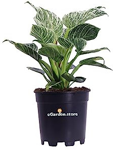 Pianta di Philodendron White Wave Pianta di Filodendro pianta da interno pianta ornamentale pianta con foglie variegate pianta da arredo pianta vera venduta da eGarden.store (Vaso 15 cm)