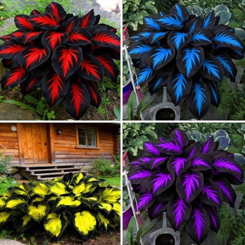 Mixrug Hosta Seeds for Planting, 200+pcs Rare Perennial Hosta Flower Seeds, Non-GMO Heirloom Long Blooming Plants Shaded Entry Pathway Flowers for Garden Outdoors