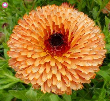 100 pcs calendula Graines Graines De belles fleurs vivaces Bonsai plantes pour jardin facile à cultiver 5
