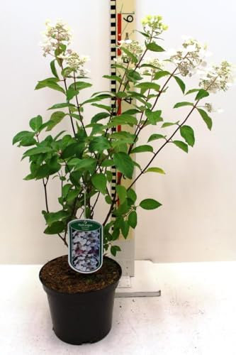 Rispenhortensie 'Unique' 5 L Topf 40-80 cm Hydrangea paniculata 'Unique'