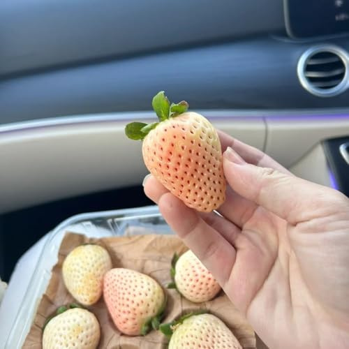 semillas de fresa perenne, semillas de fresa, bonsái columnares decorativas fresas 100pcs