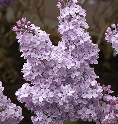 Edelflieder Michael Buchner 30-40cm - Syringa vulgaris