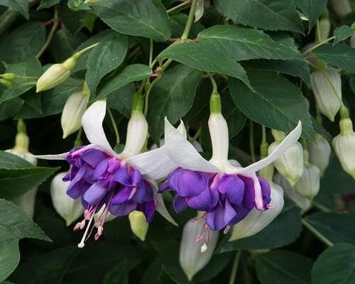 Nouvelles graines de fleurs de fuchsia fraîches 100 pièces