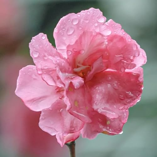 Semillas de adelfa - semillas de silvestres Nerium oleander - decoración raras de jardín de rocas resistentes 5pcs