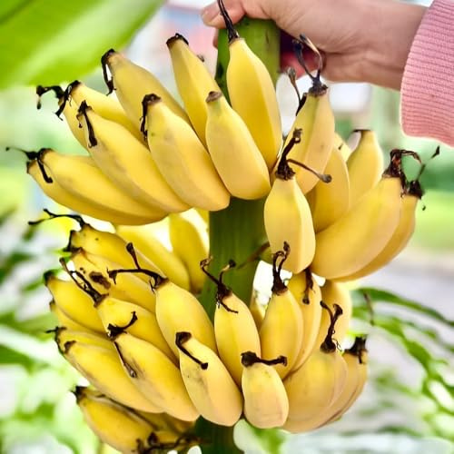 bananenbaum winterhart, bananen - dekoration wohnzimmer für garten deko bio indoor 30samen
