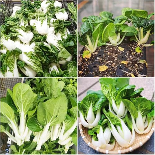 pak choi bio gemüsebeet einfacher Anbau Gewächshaus für sonnige plätze wintergemüse pflanzensamen bio gemüsepflanzen 800samen