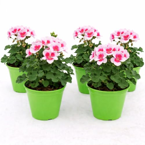 POWERS TO FLOWERS - GERANIO ZONALE HERCULES, PELARGONIUM, 5 PIANTE VASO 14 ROSA BICOLORE, piante vere