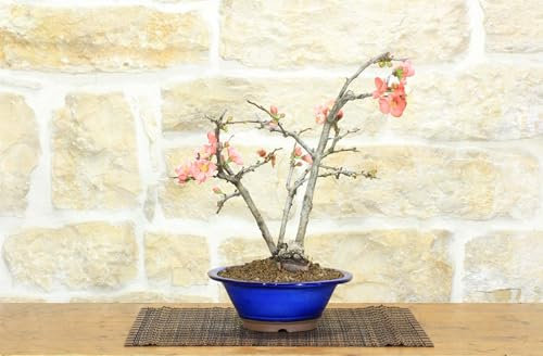 Bonsái de membrillo en flor (13)