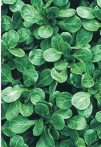 450 Seeds of Vegetable Lambs Lettuce Favor