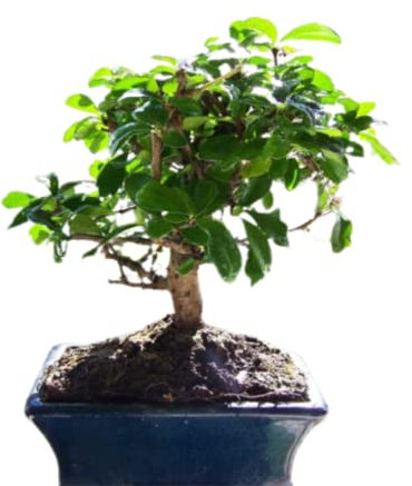 Verdecora Bonsai 5 años | En maceta de cerámica de 15x10x5cm (Carmona)
