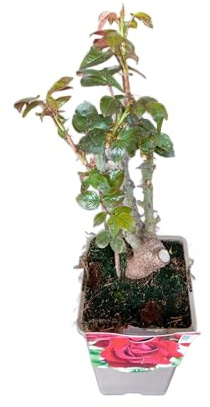 Rosal Arbustivo Rojo Natural Planta en Maceta con Rosas Rojas de Crecimiento Exuberante