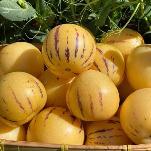 melón pepino - jardín en extremadamente resistentes semillas de interior resistentes jardines rocas 200pcs