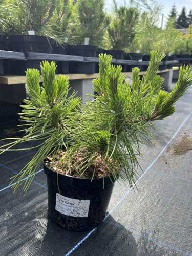 Japanese red Pine 'Low Glow' 20/40cm (2L) - Pinus densiflora