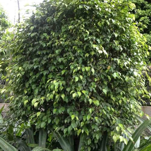 20 pcs birkenfeige samen - Ficus benjamina - winterharte stauden, nachhaltige geschenke für frauen birkenfeige zimmerpflanze bodendecker winterhart mehrjährig, samen geschenk winterharte