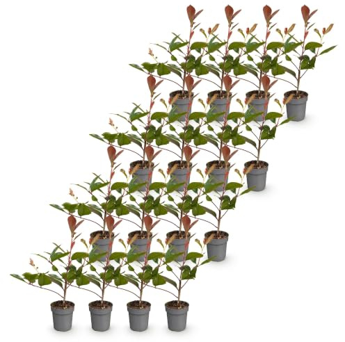 Photinia Red Robin para Seto, Hojas Rojas, Pack de 16, Maceta 9 Cm